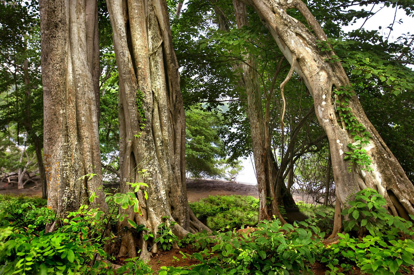 Peninsula Papagayo, Guanacaste, Costa Rica, Jungle, Flora, Trees, Allen Kennedy