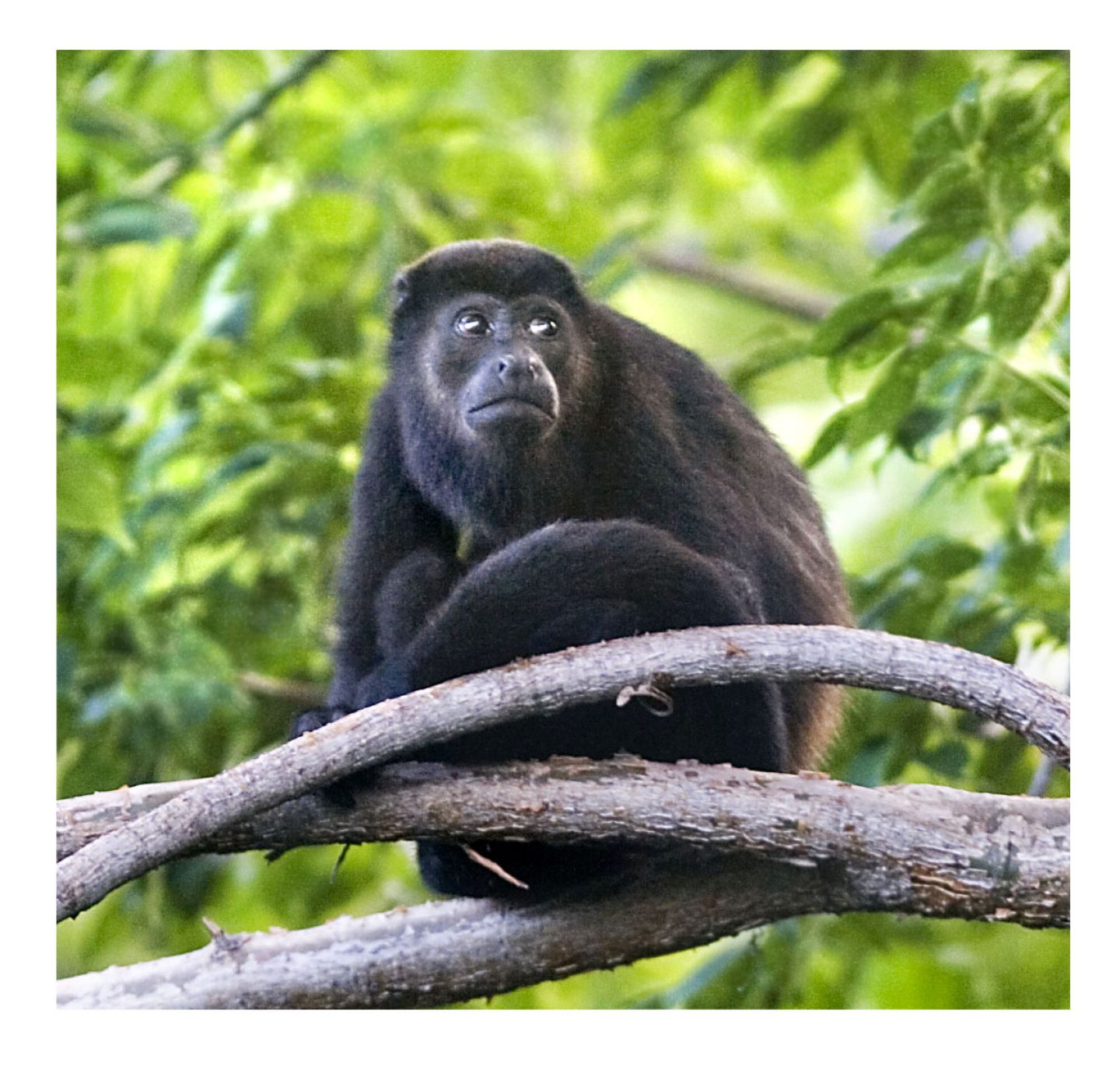 Peninsula Papagayo, Costa Rica, Howler Monkey, Fauna, Jungle, Allen Kennedy