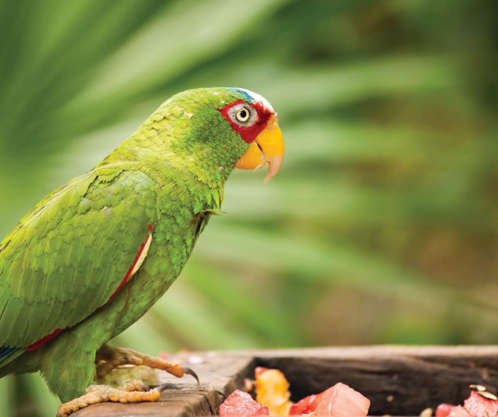 Portrait of colorful White-fronted Parrot in Mexico